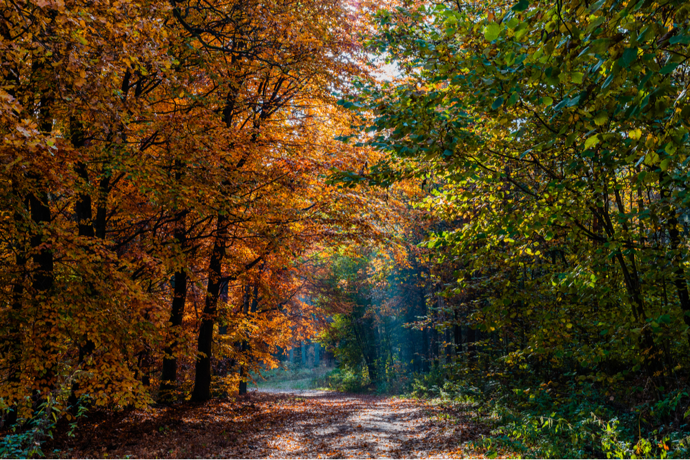 A path in the woods during Autumn. Orange colored trees are on the left side of the road. 
